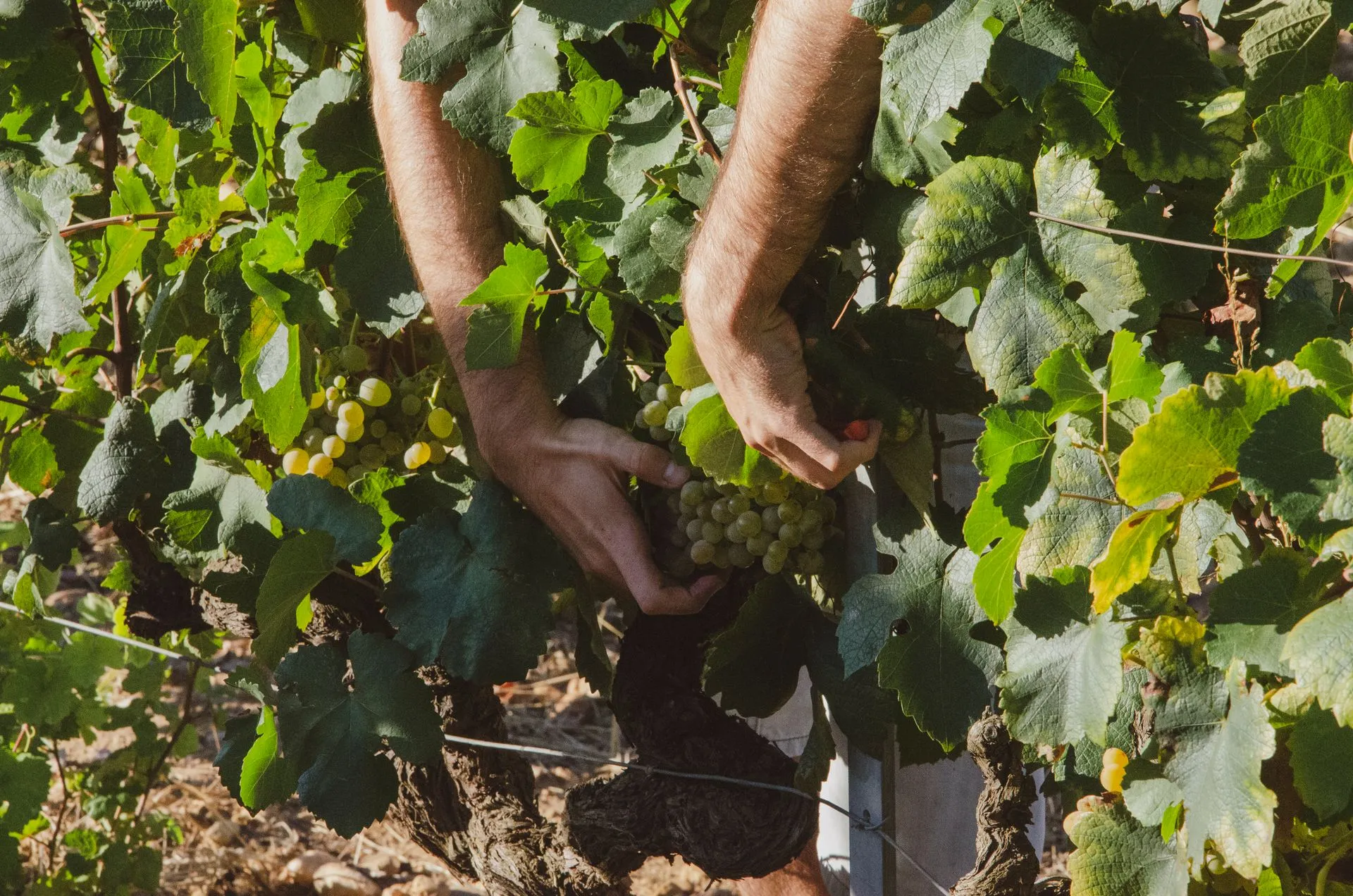 Men's hands picking white grapes with the background of grapevines
